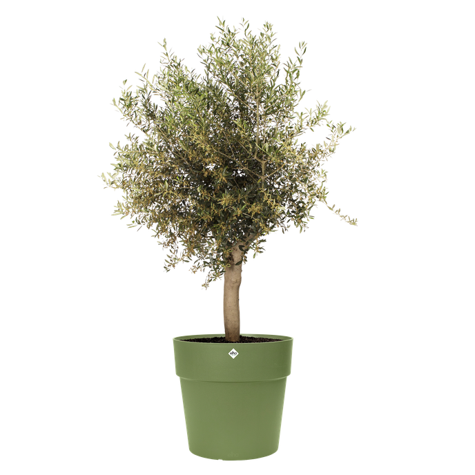 vibia straight 47cm moss green